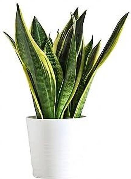 JAYYHIND Snake Plant