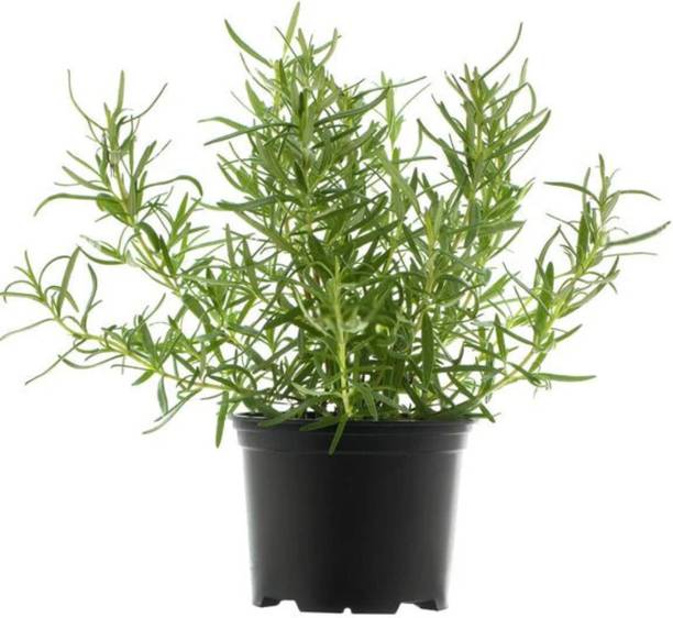 Aestheticplant Rosemary Herb Plant