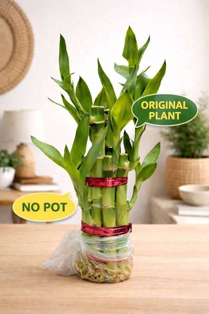 GreenyOn Lucky Bamboo Straight Stick