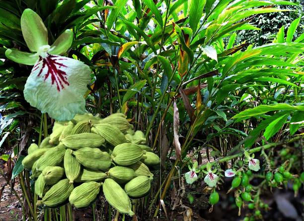 Cloud Farm Elaichi/Cardamom Plant