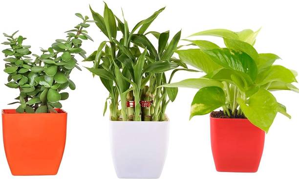 JESAA GREENS Money Plant, Two Layer Bamboo Plant, Jade Plant