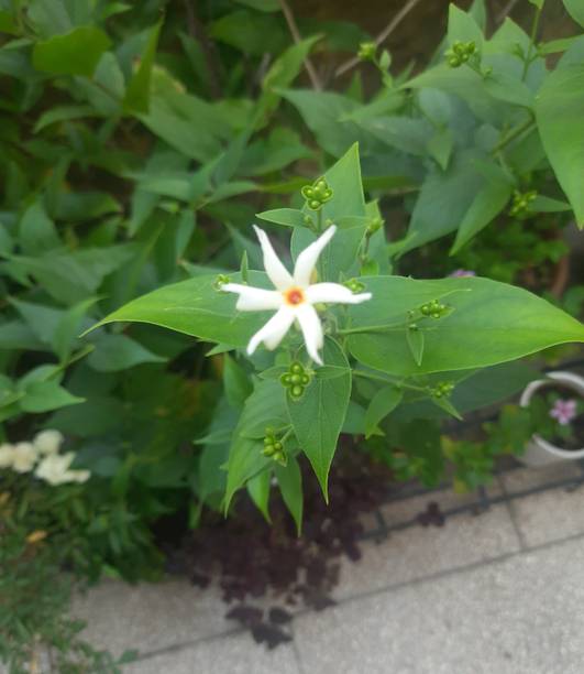 sealok Parijat/Harsingar Plant