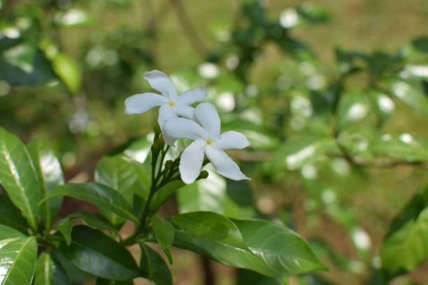AloGardening Jasmine Plant