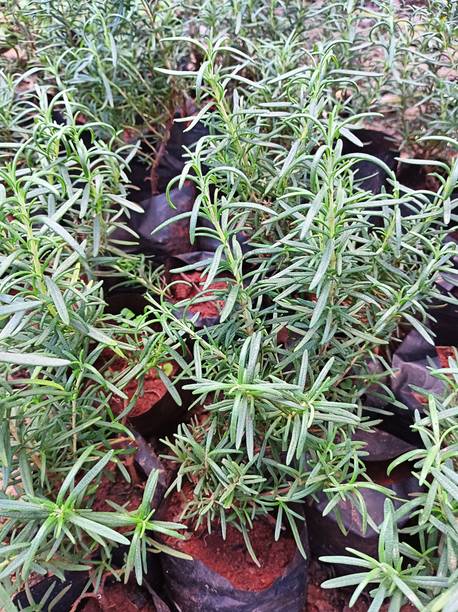 Anurajplants Rosemary Plant, Rosemary Herb Plant