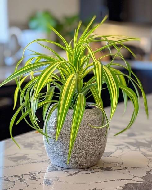 ClickCart Connect Spider Plant