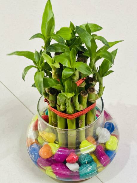 Highlight dreams Two Layer Bamboo Plant