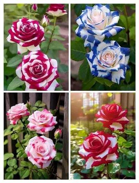 ToGon Rose Plant
