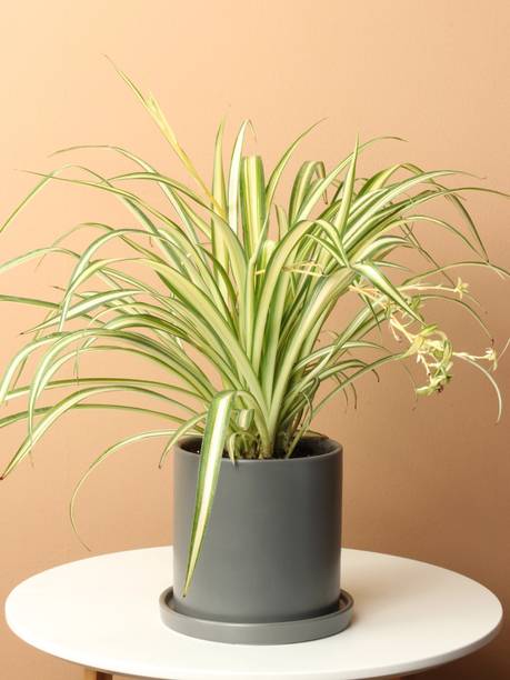 fuegoasiss Spider Plant