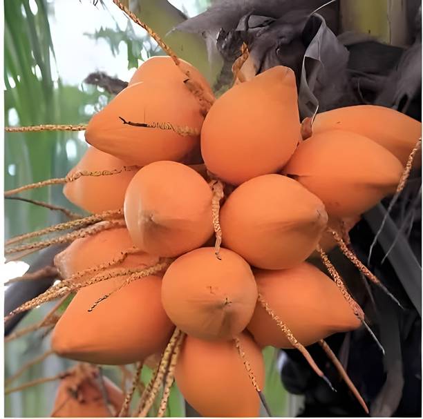 Green view Coconut Plant