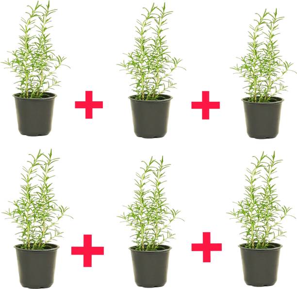 sspykrts Rosemary Herb Plant