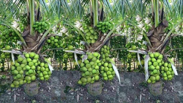 NDS Coconut Plant