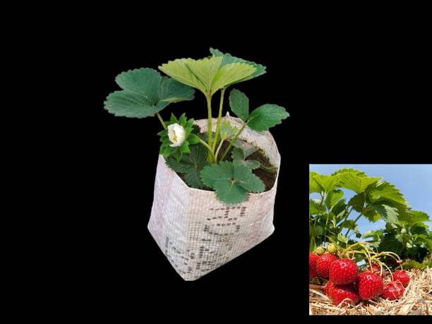 ukaya Strawberry Plant