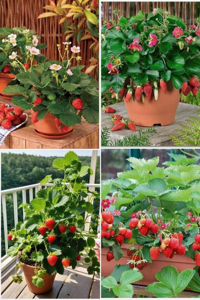 Cloud Farm Strawberry Plant