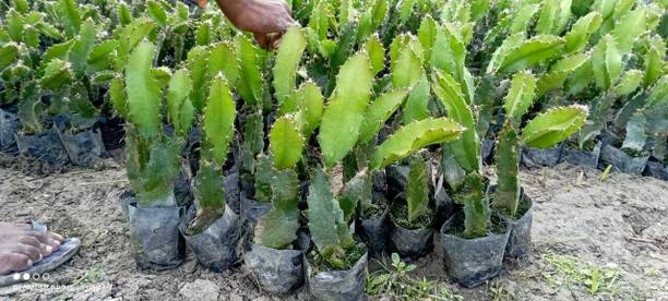 Cloud Farm Dragon Tree