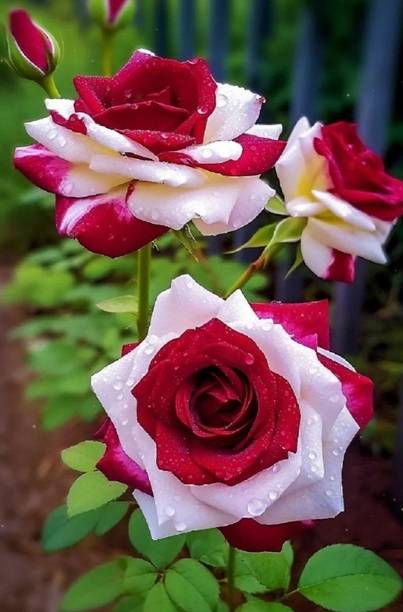 ABC Rose Plant