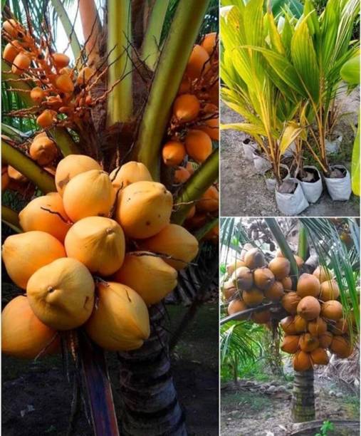 Thai Verity Coconut Plant