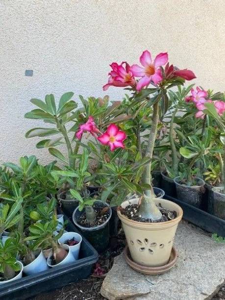 SHREYAGREEN Adenium Plant