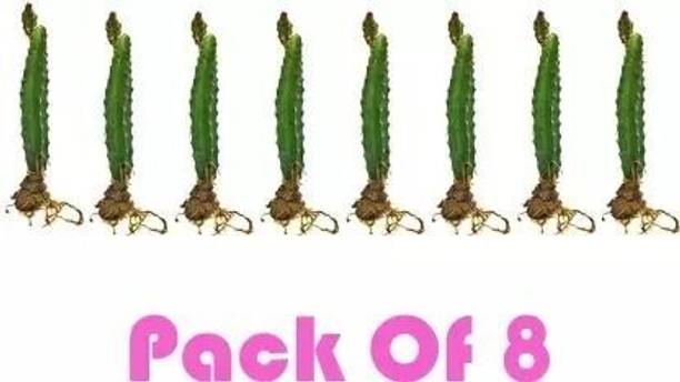 KrishnaNursery Dragon Tree