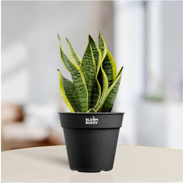 Bloom Buddy Snake Plant