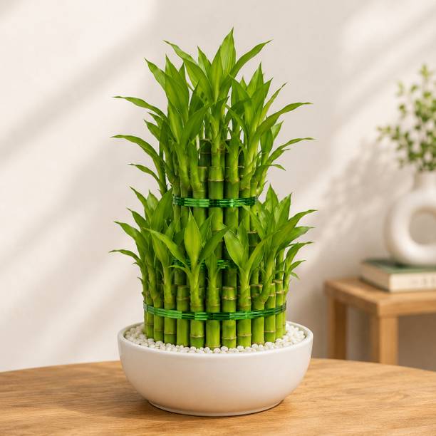 Bamboo Two Layer Bamboo Plant