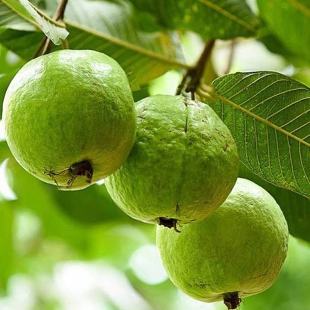 Cloud Farm Guava Plant