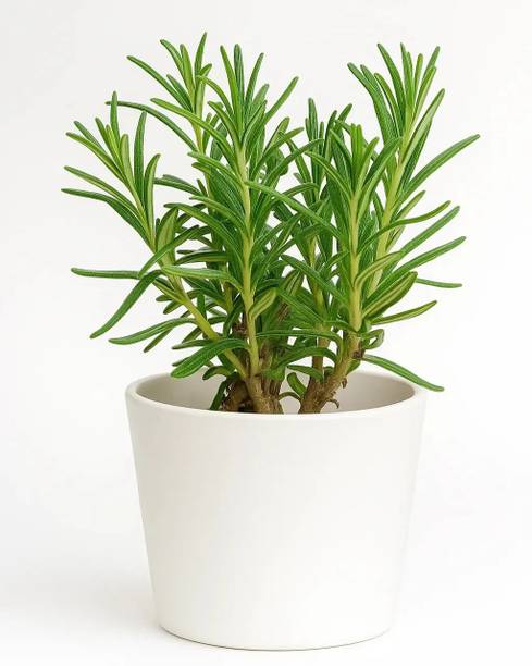 Dutta Rosemary Herb Plant, Rosemary Plant