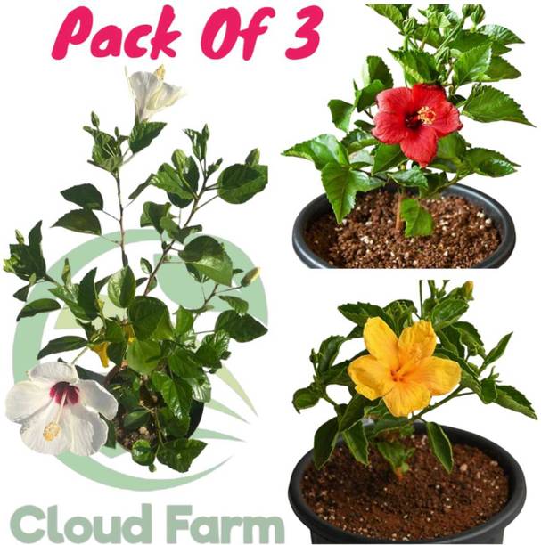 Cloud Farm Hibiscus Plant