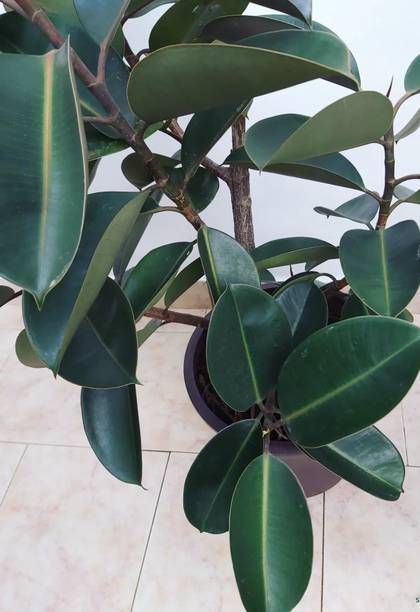 Cloud Farm Rubber Tree