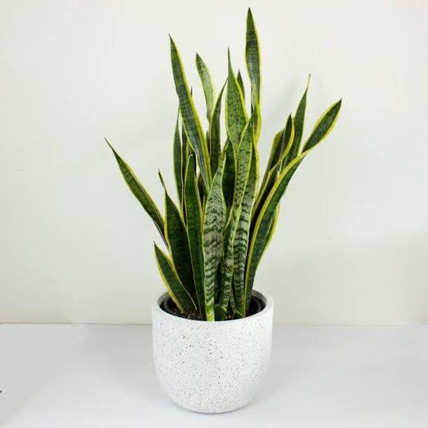 PROGOTI BOTANY Snake Plant