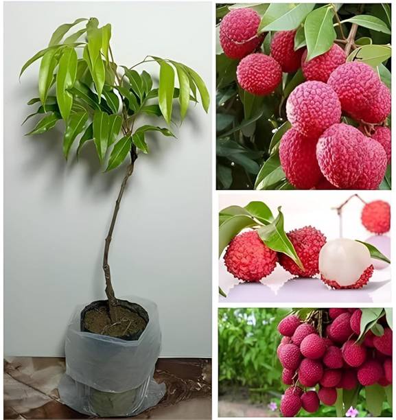 Green view Litchi Plant