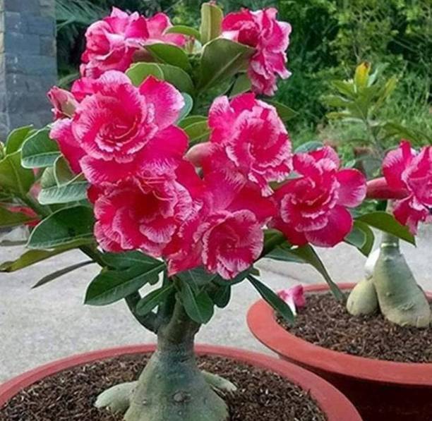 Grafted Adenium Plant