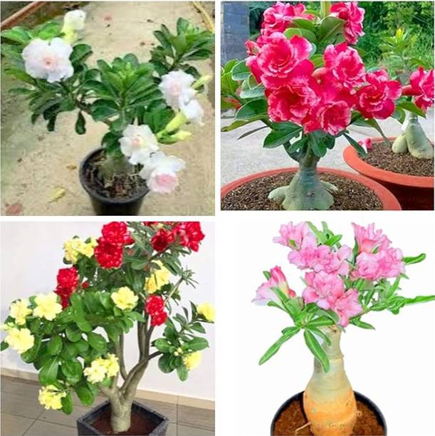sgplantshop Adenium Plant