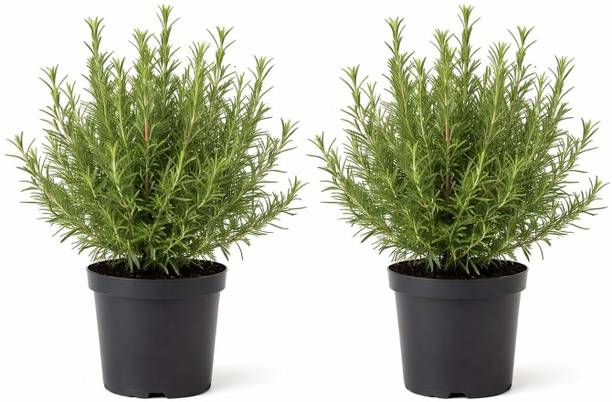 Growplants Rosemary Plant