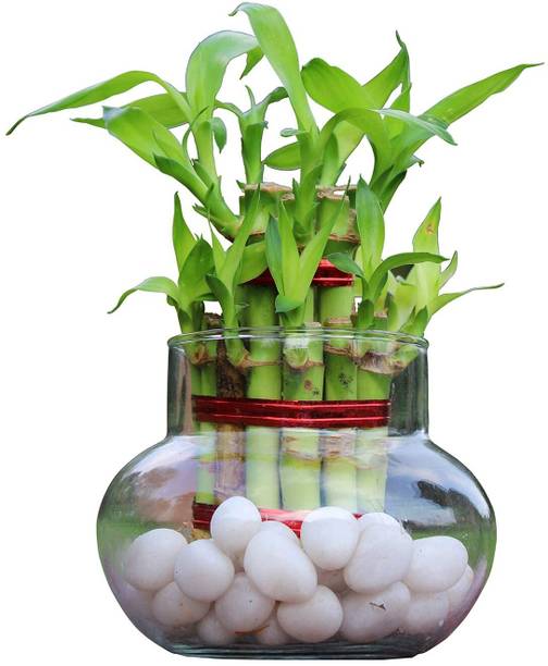 Harshgreen Two Layer Bamboo Plant