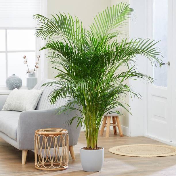 Cloud Farm Areca Palm