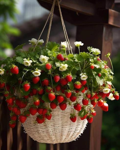 Cloud Farm Strawberry Plant