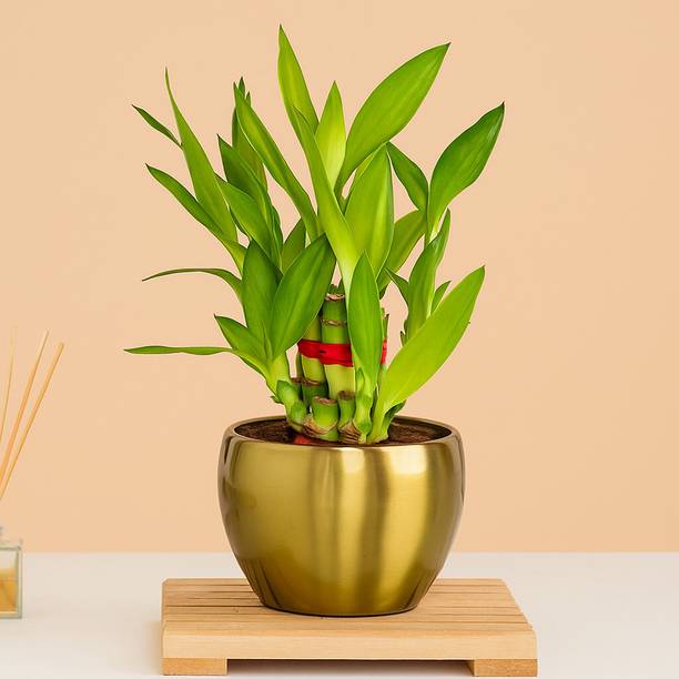 GIFTENIA Two Layer Bamboo Plant