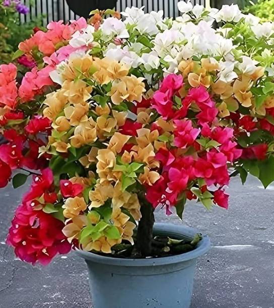 Cloud Farm Bougainvillea Plant