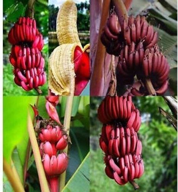GREENCITY Banana Plant