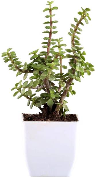 JESAA GREENS Jade Plant