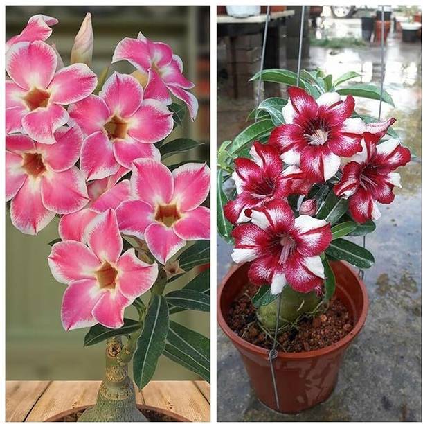 Ubtangrow Adenium Plant
