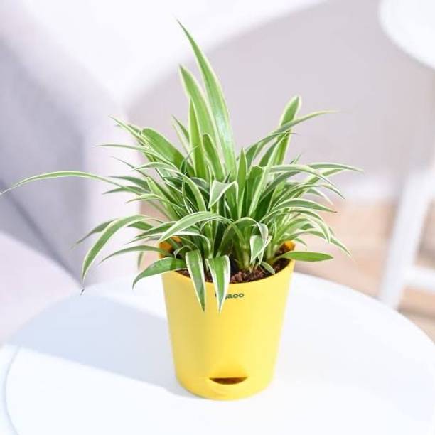Cloud Farm Spider Plant