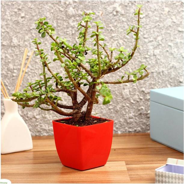 अदृता जेड प्लांट पौधा