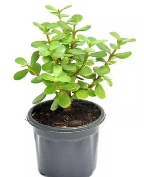 Gabbro Jade Plant