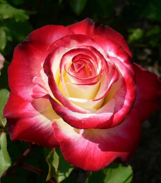 PB REE एंटरप्राइज़ रोज़मेरी प्लांट पौधा