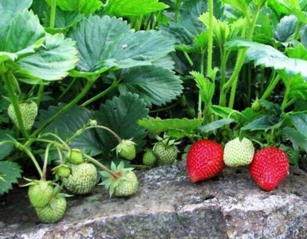 Roy Plant RB Strawberry Plant