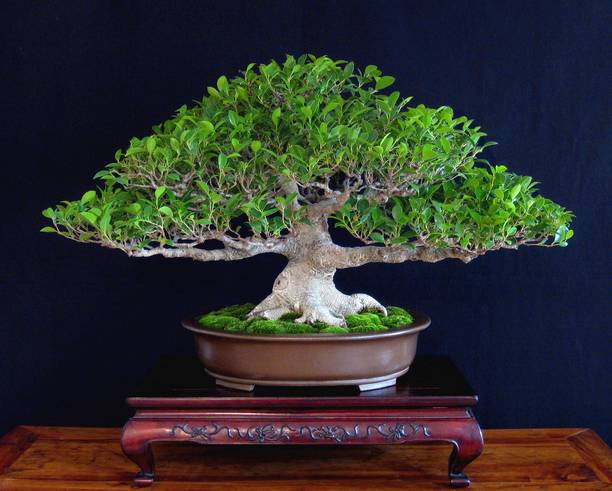 Cloud Farm Ficus Bonsai
