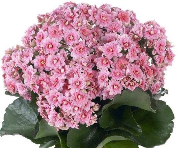 Aclipastal Kalanchoe Plant