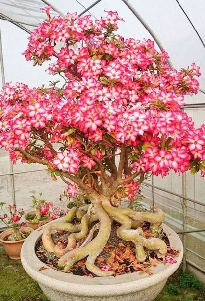 PetalPath Adenium Plant