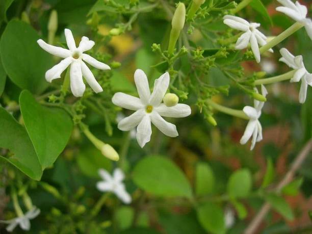 Aclipastal Jasmine Plant